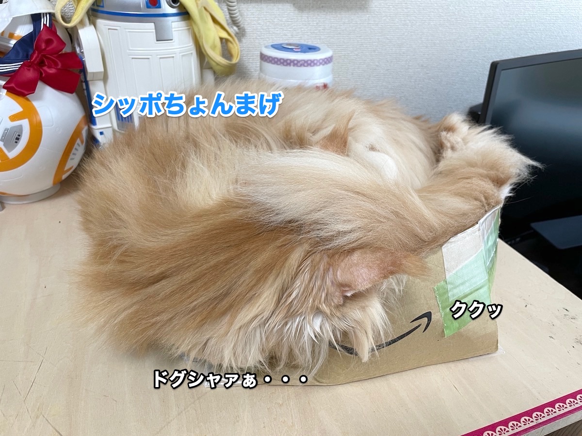 f:id:chikojirou:20201118212839j:plain