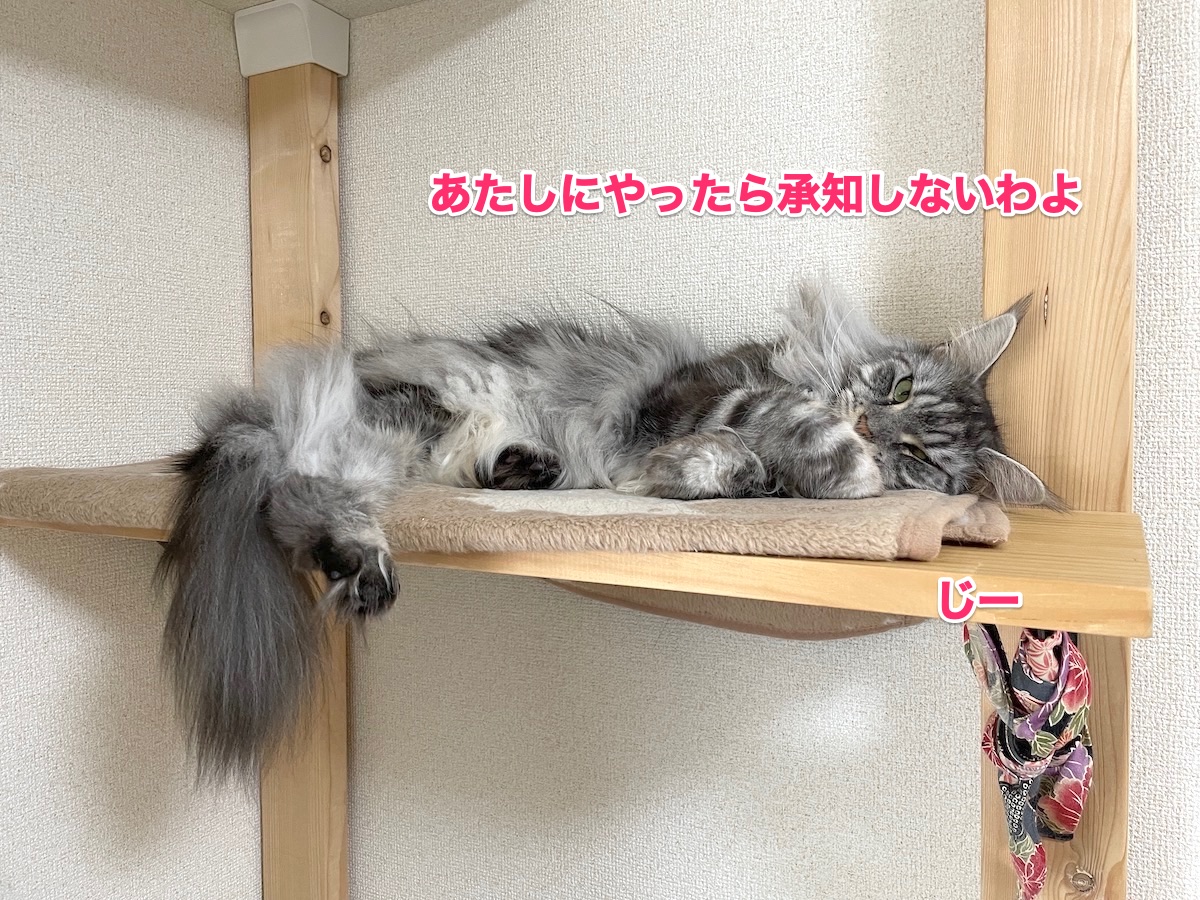 f:id:chikojirou:20201118212843j:plain