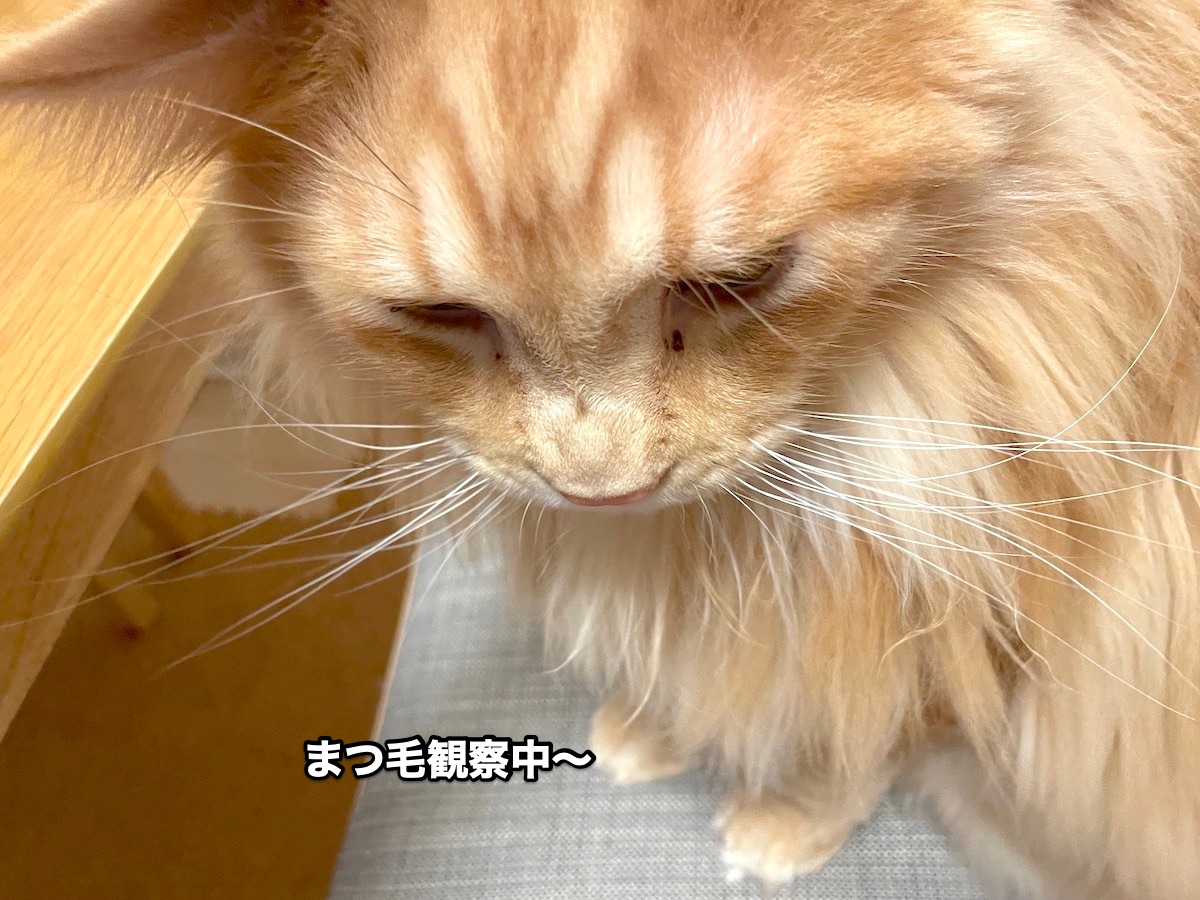 f:id:chikojirou:20201118212849j:plain