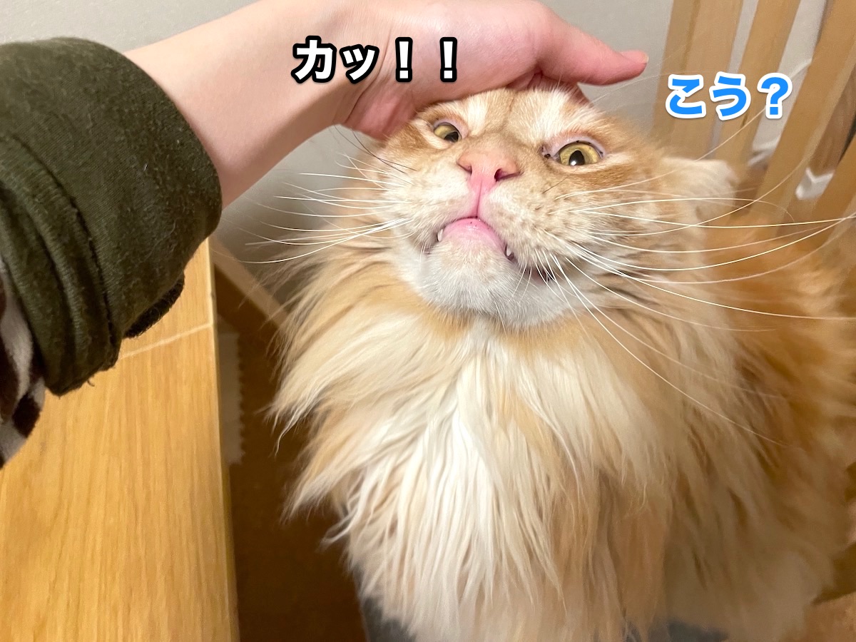 f:id:chikojirou:20201118212853j:plain