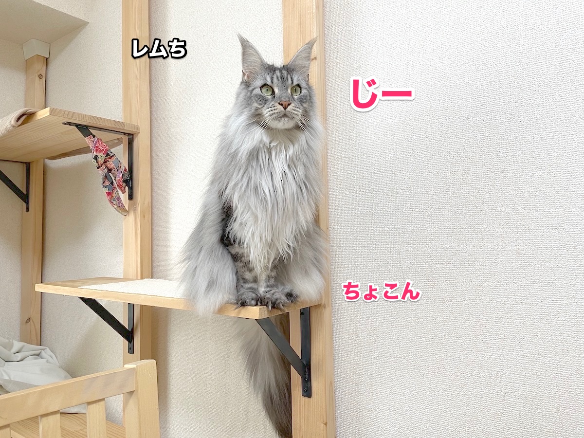 f:id:chikojirou:20201120215550j:plain