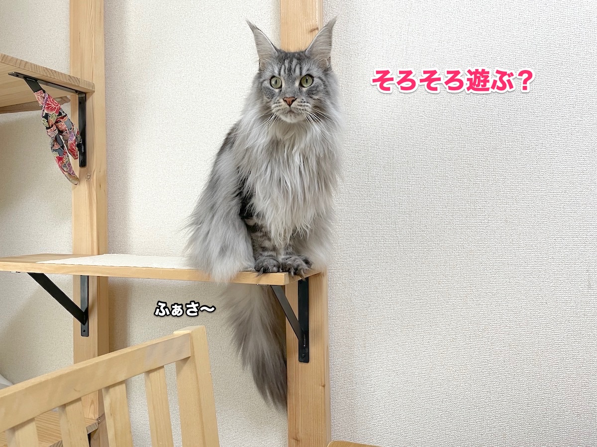 f:id:chikojirou:20201120215554j:plain