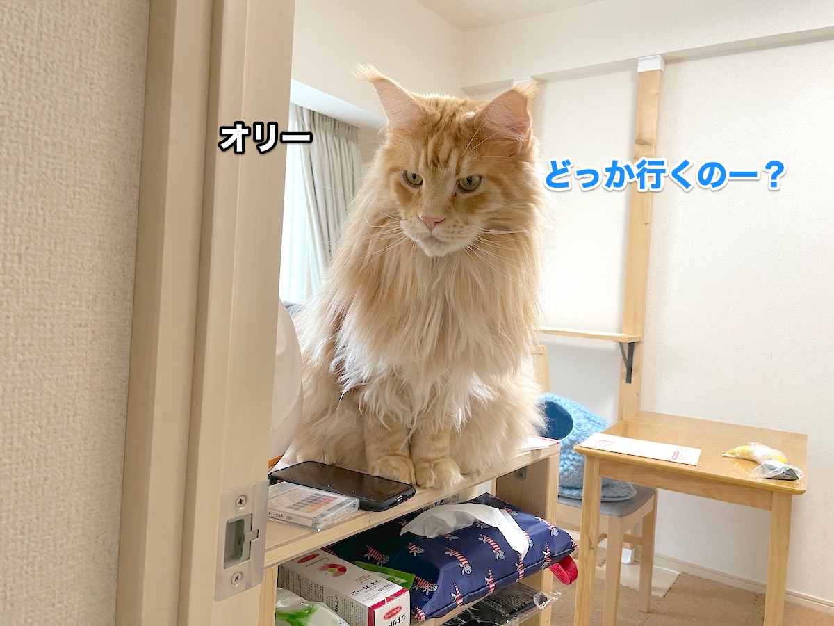 f:id:chikojirou:20201120215558j:plain