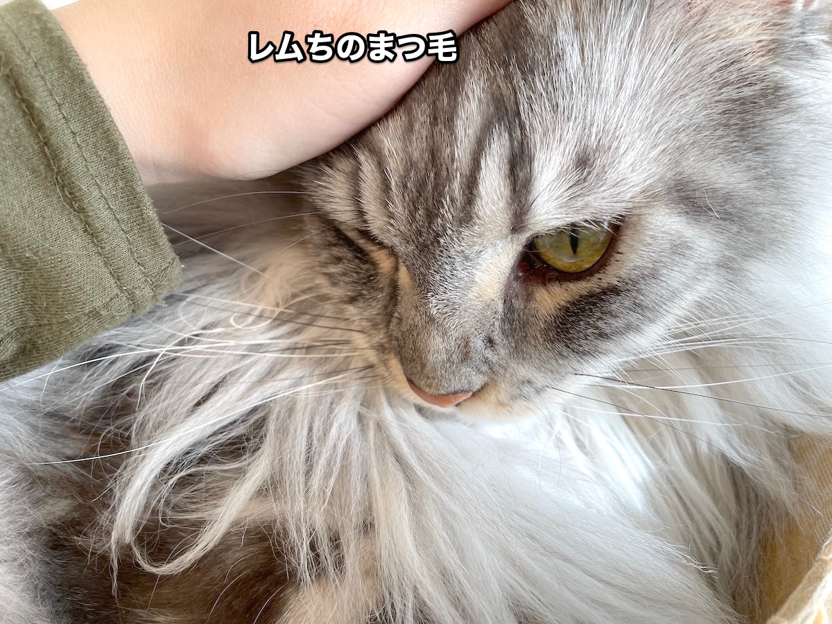 f:id:chikojirou:20201120215602j:plain
