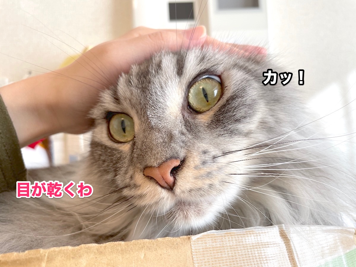 f:id:chikojirou:20201120215606j:plain