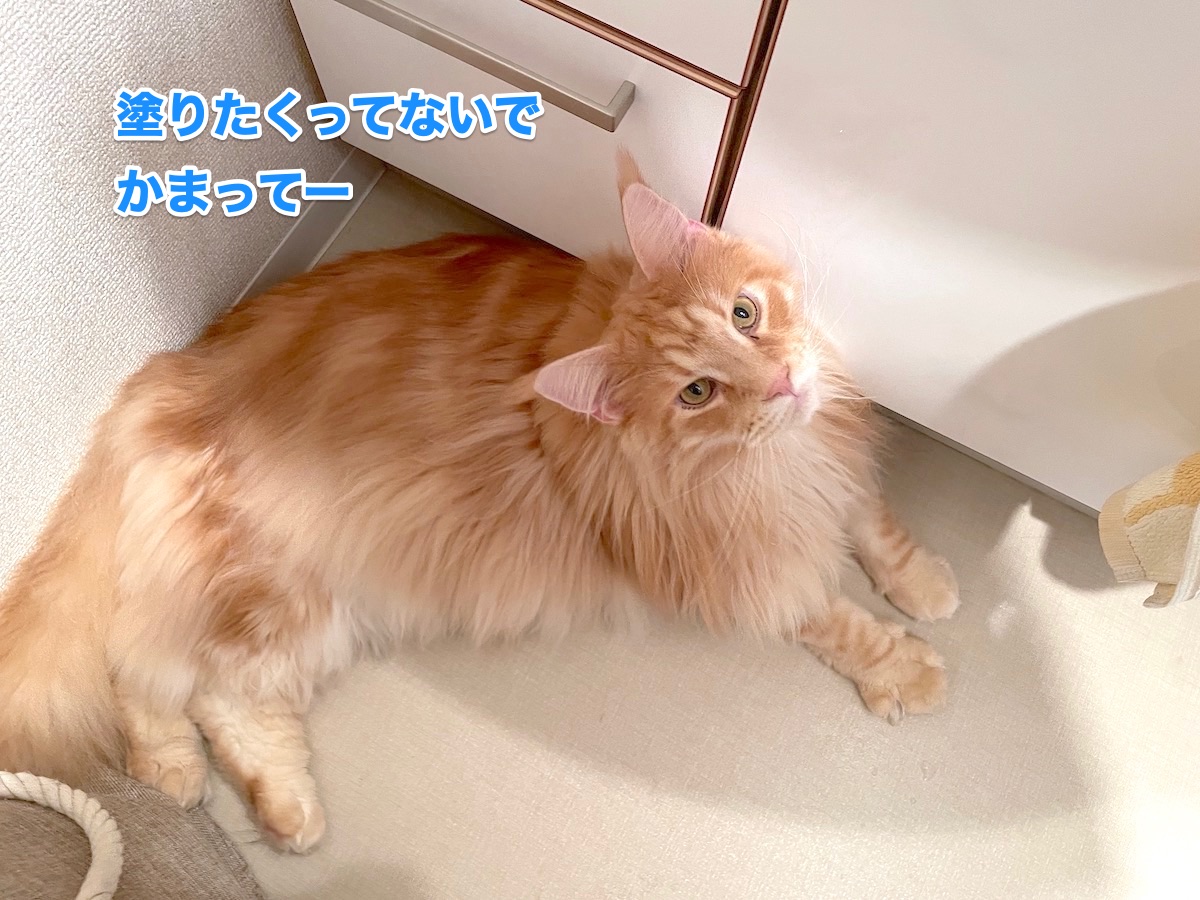 f:id:chikojirou:20201120215609j:plain