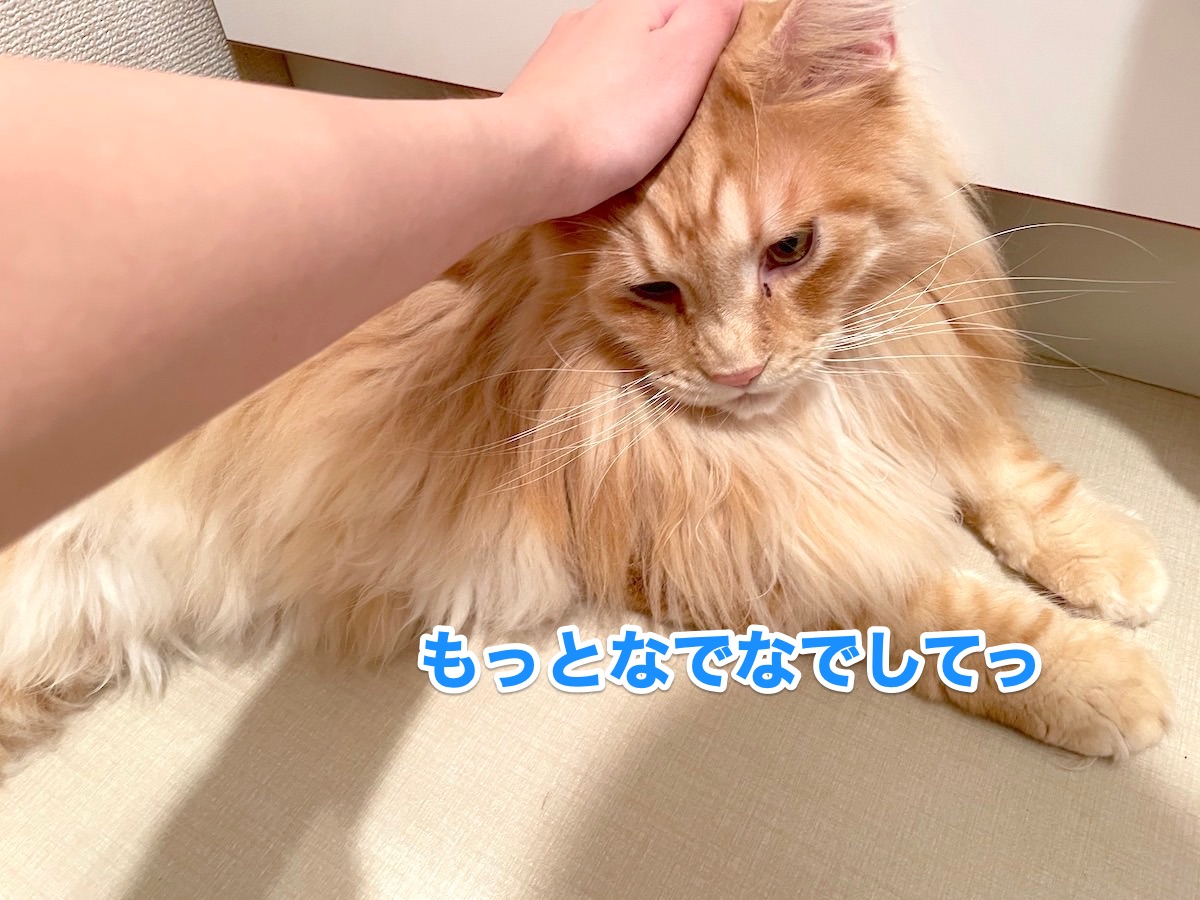 f:id:chikojirou:20201120215613j:plain