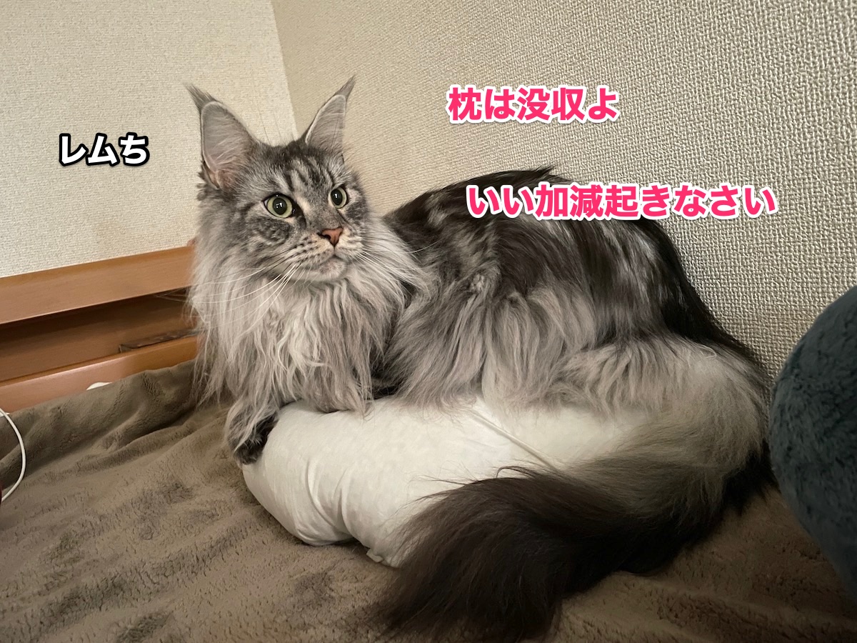 f:id:chikojirou:20201122220121j:plain