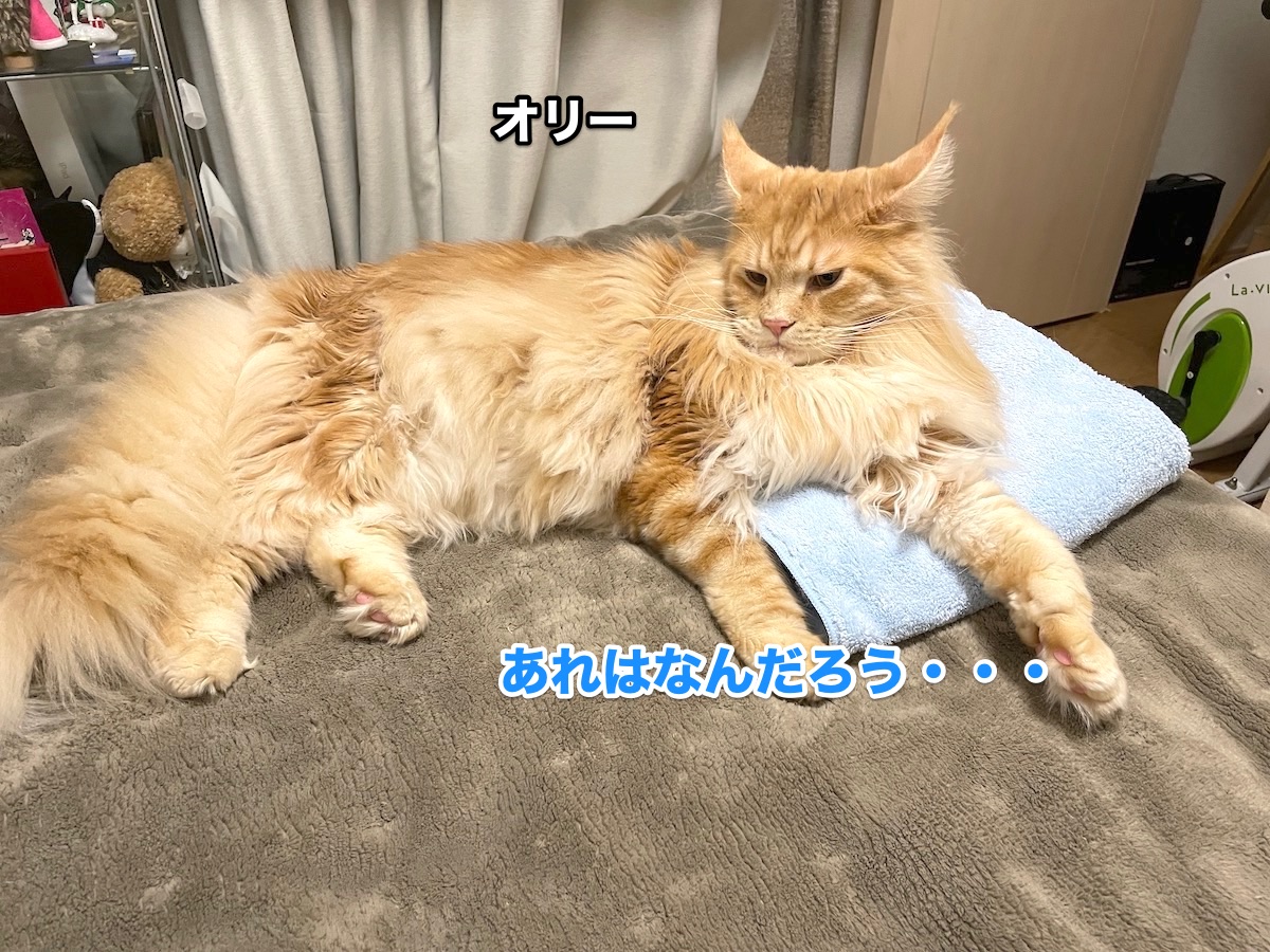 f:id:chikojirou:20201122220125j:plain