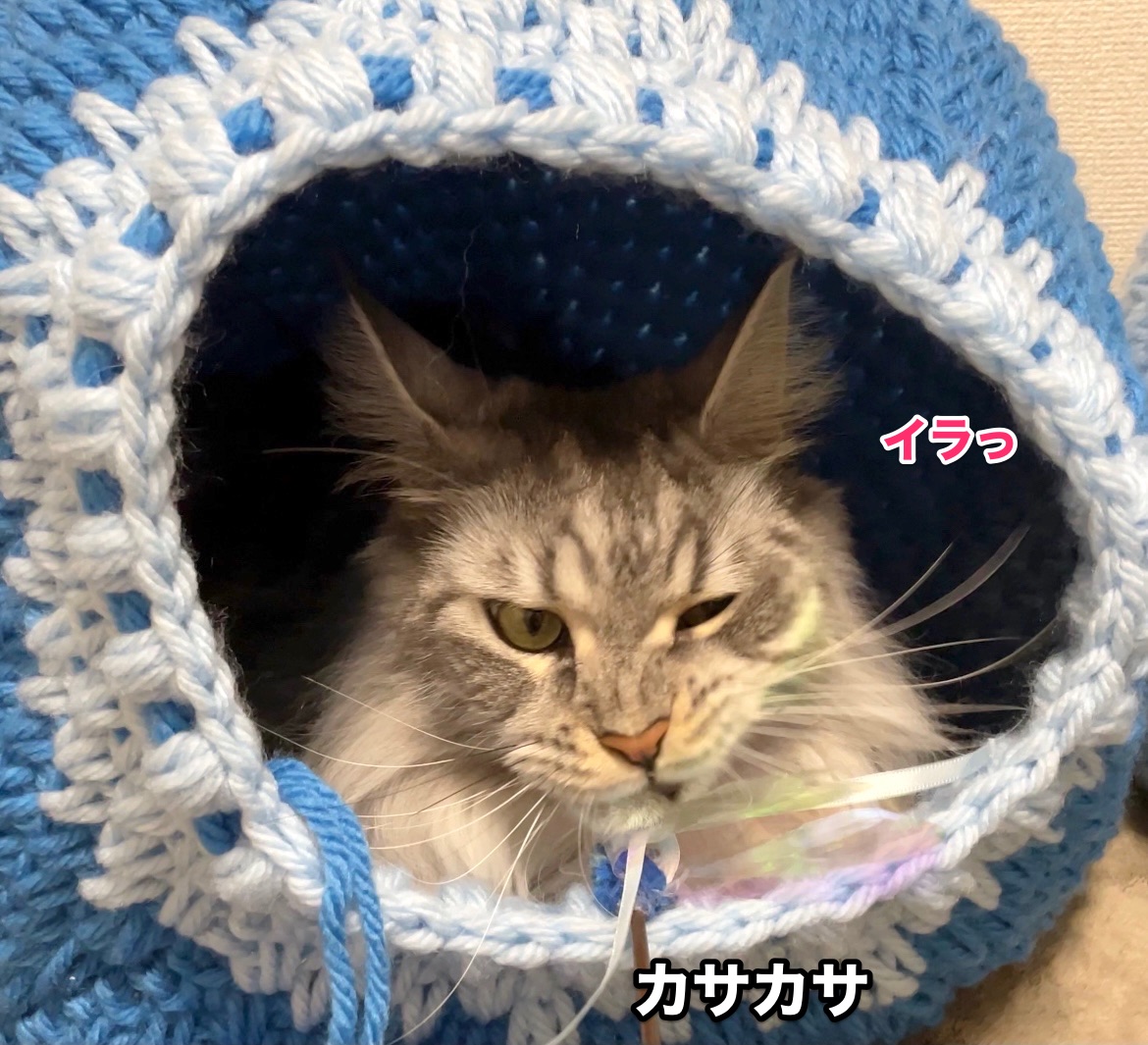 f:id:chikojirou:20201122220155j:plain