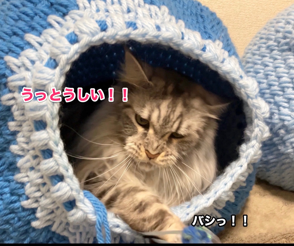f:id:chikojirou:20201122220159j:plain