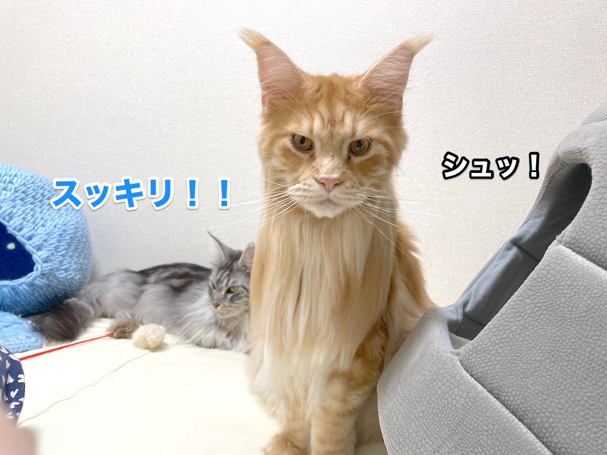 f:id:chikojirou:20201123214922j:plain