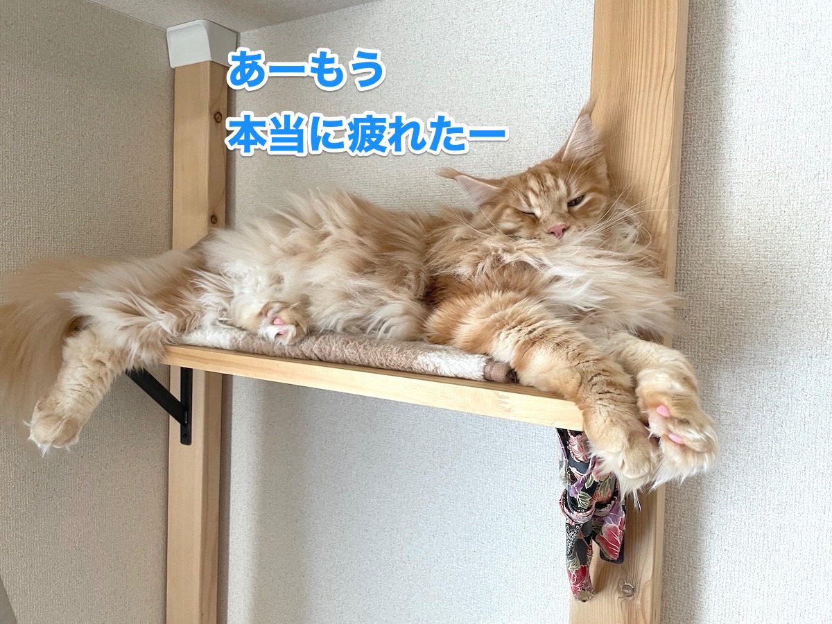 f:id:chikojirou:20201123214930j:plain
