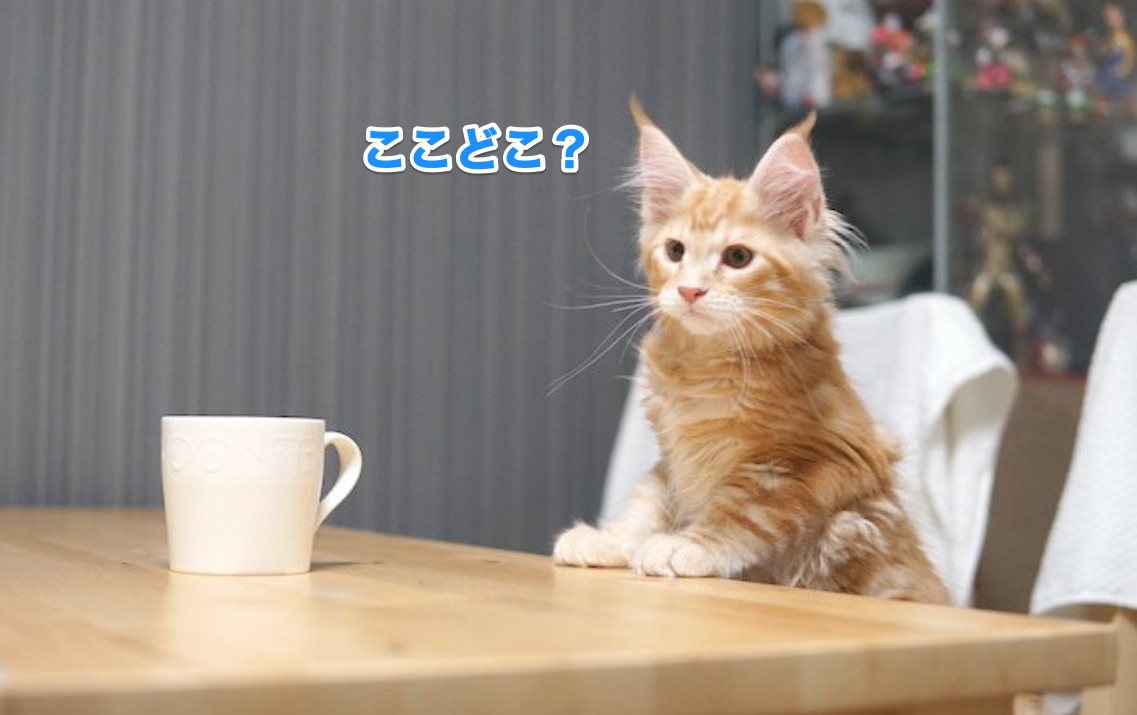 f:id:chikojirou:20201125214559j:plain