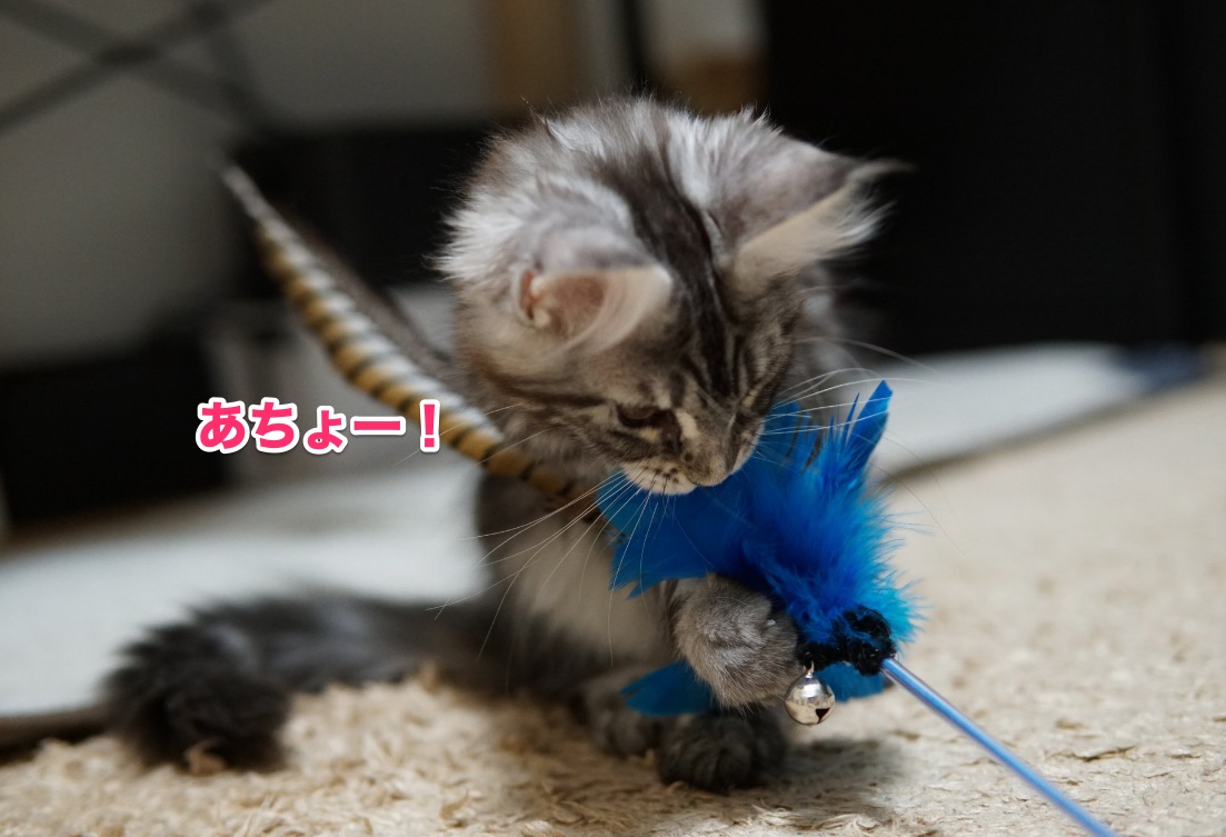 f:id:chikojirou:20201125214603j:plain