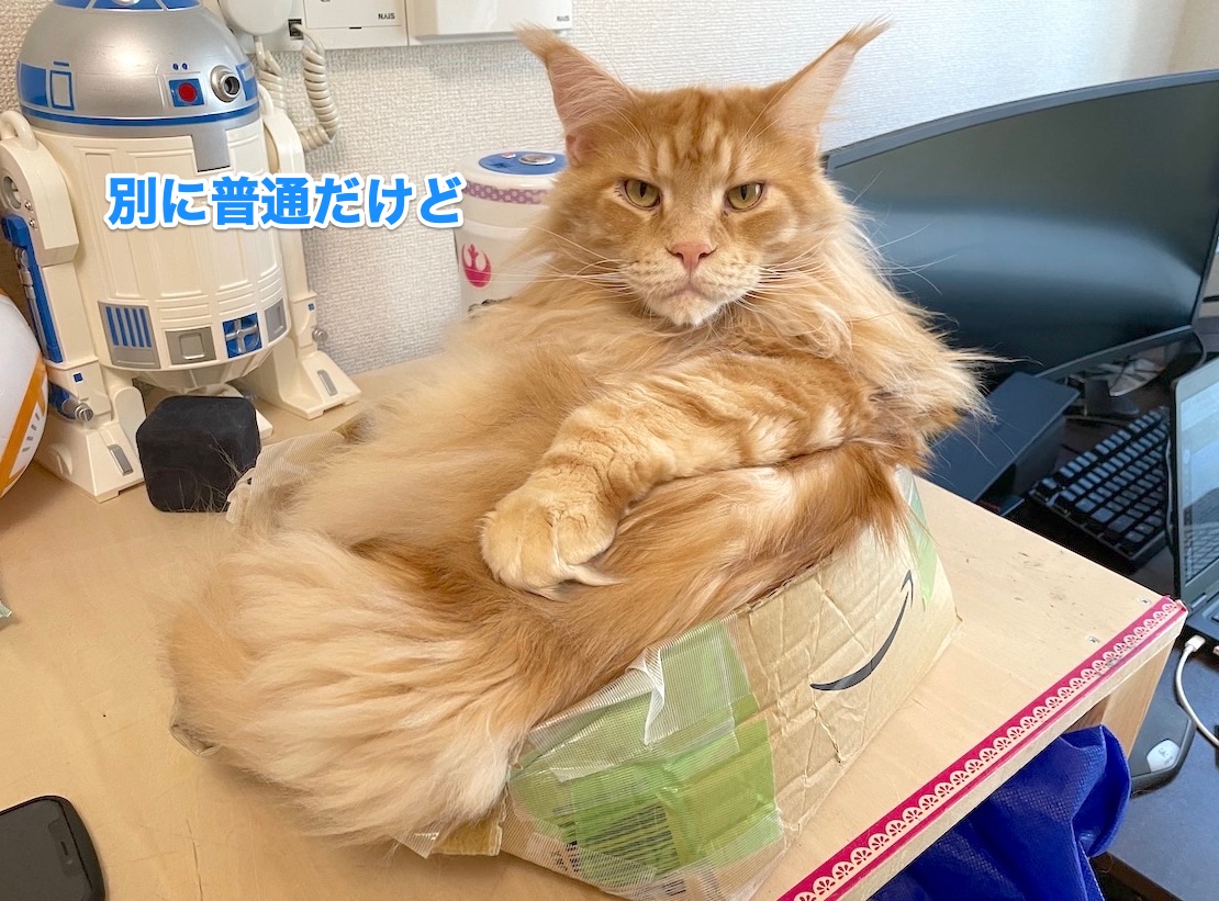 f:id:chikojirou:20201126212759j:plain