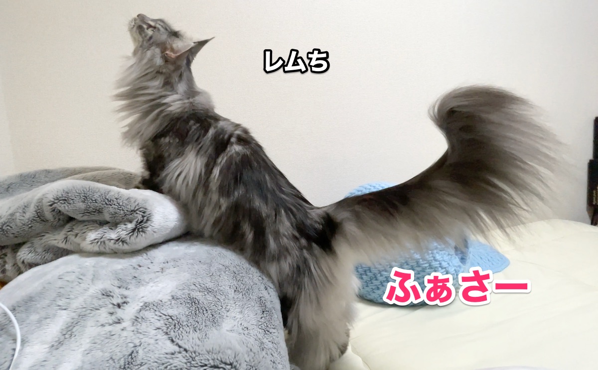 f:id:chikojirou:20201126212823j:plain