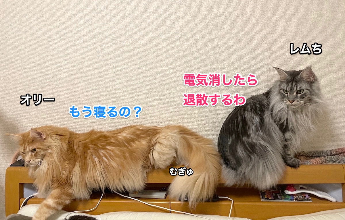f:id:chikojirou:20201128214857j:plain