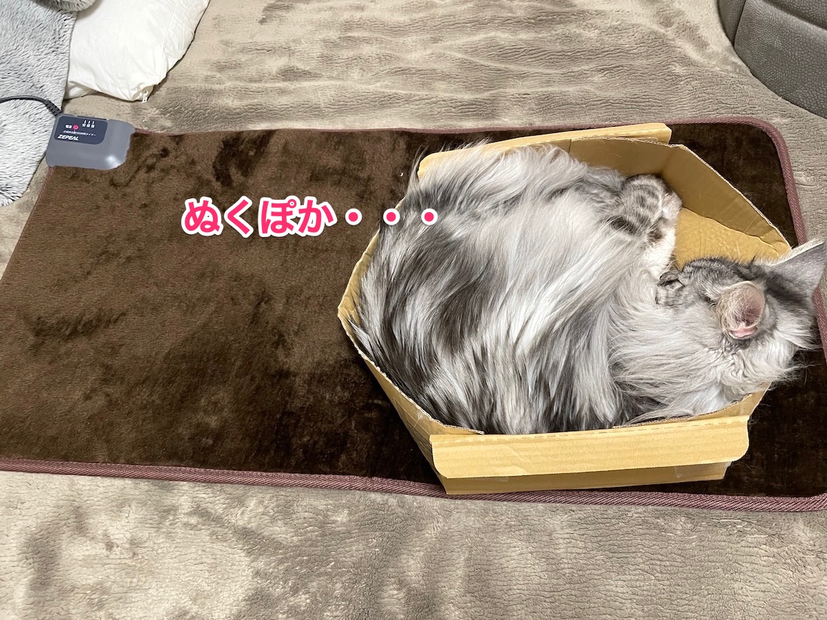 f:id:chikojirou:20201128214901j:plain