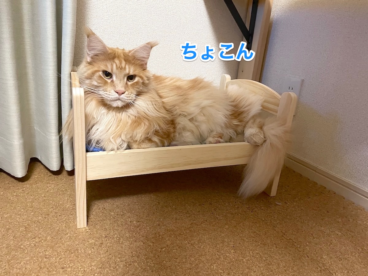 f:id:chikojirou:20201128214904j:plain