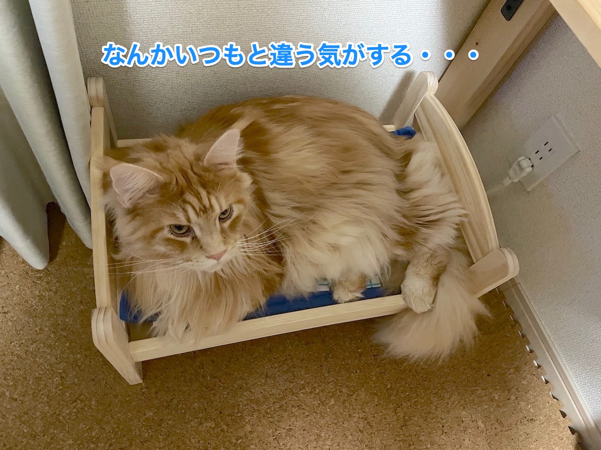 f:id:chikojirou:20201128214907j:plain