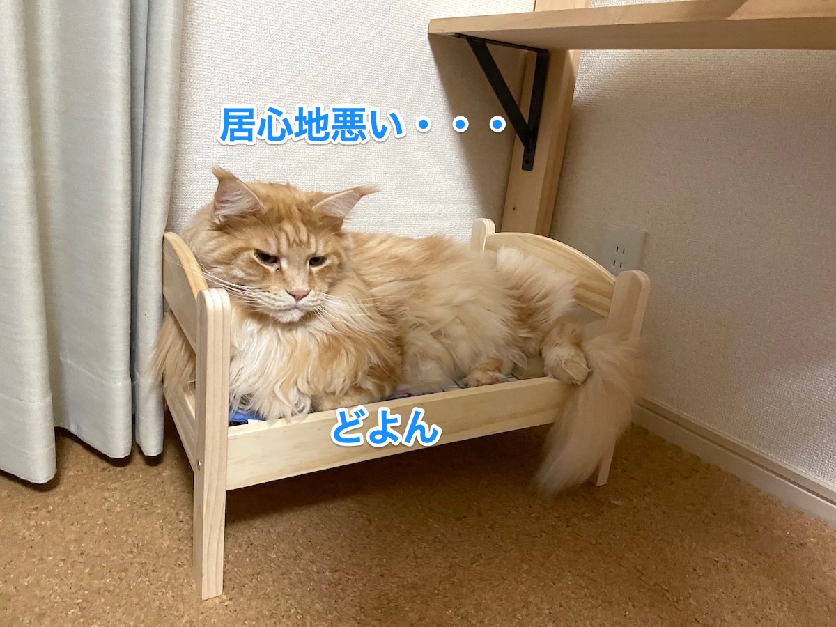 f:id:chikojirou:20201128214912j:plain