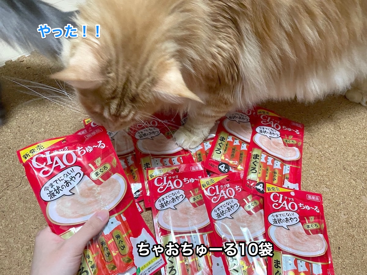 f:id:chikojirou:20201128214916j:plain