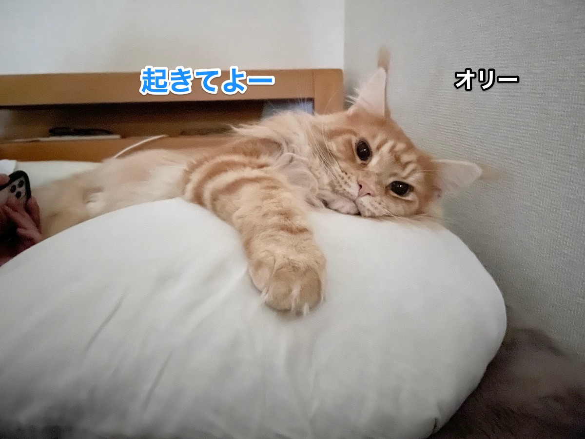 f:id:chikojirou:20201129205522j:plain