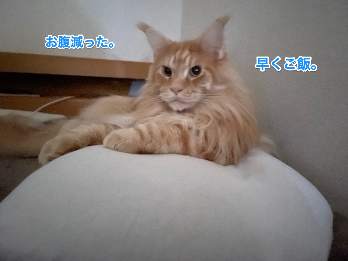 f:id:chikojirou:20201129205527j:plain