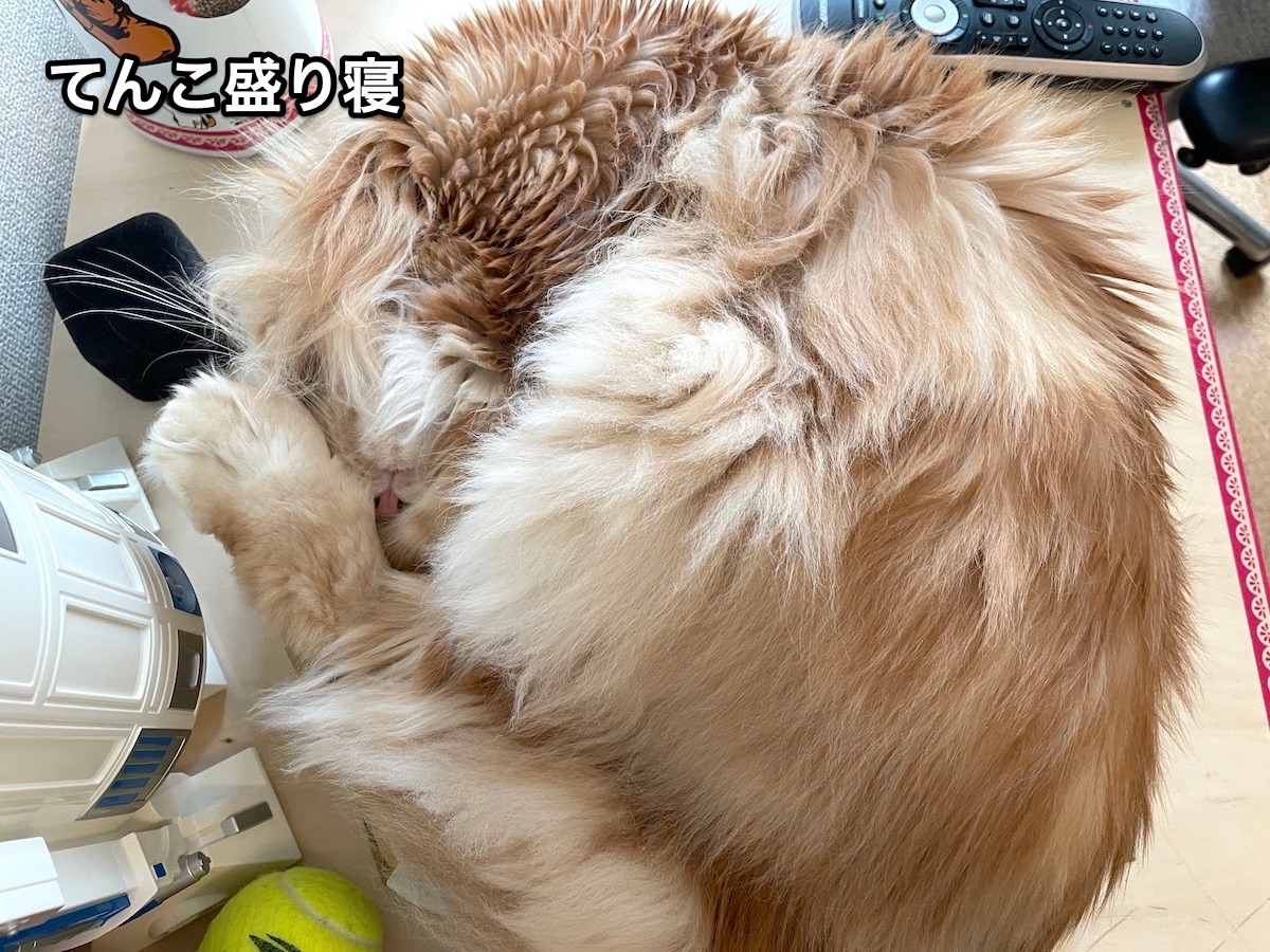 f:id:chikojirou:20201129205538j:plain