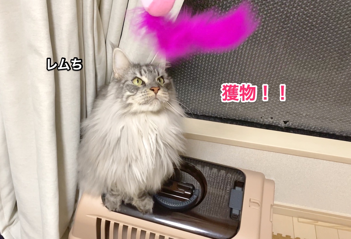 f:id:chikojirou:20201129205543j:plain