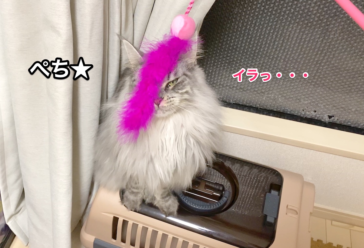 f:id:chikojirou:20201129205547j:plain