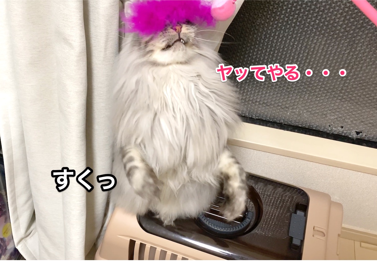 f:id:chikojirou:20201129205551j:plain