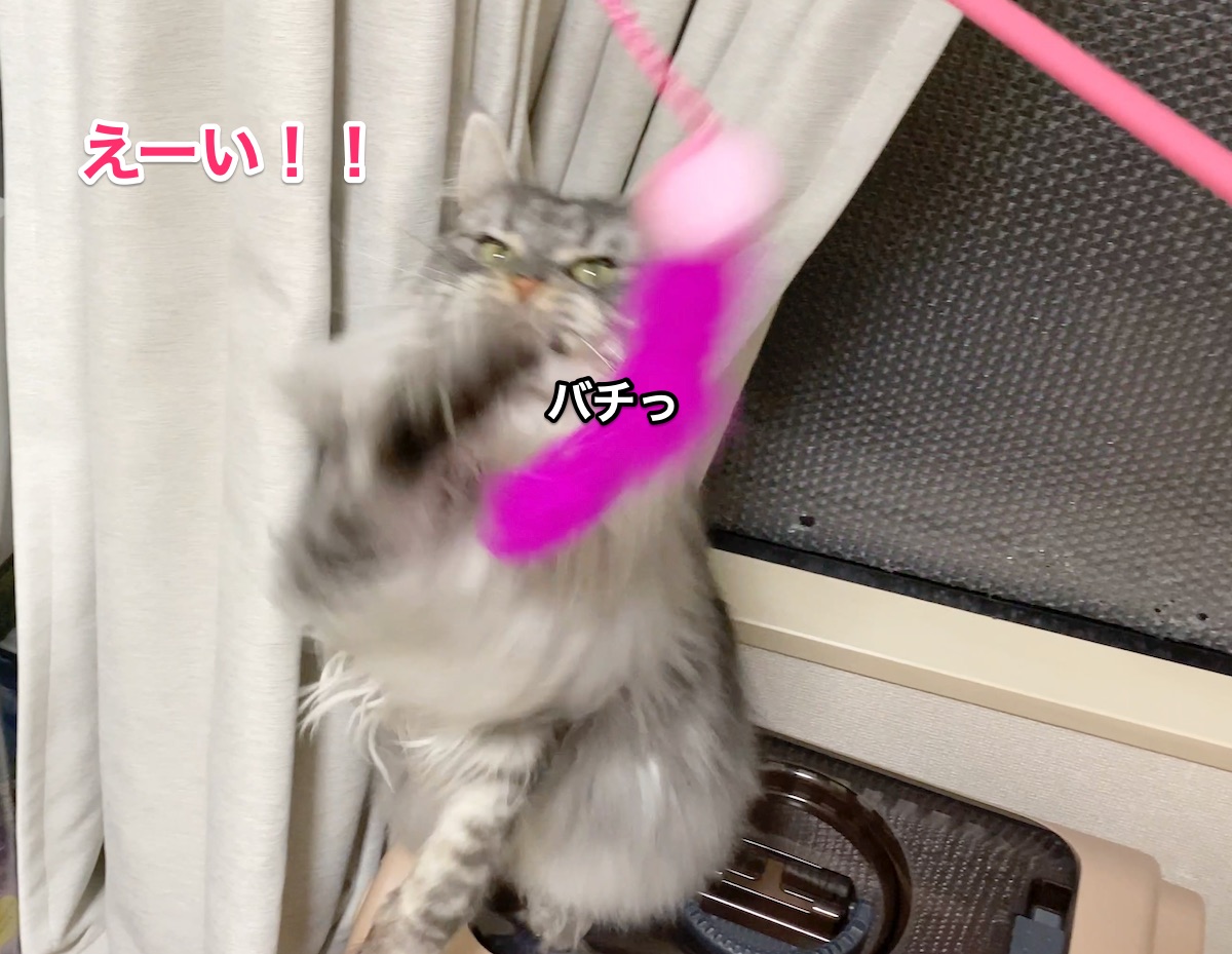 f:id:chikojirou:20201129205555j:plain