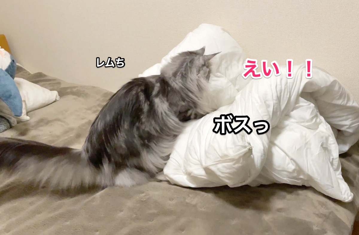 f:id:chikojirou:20201130212243j:plain