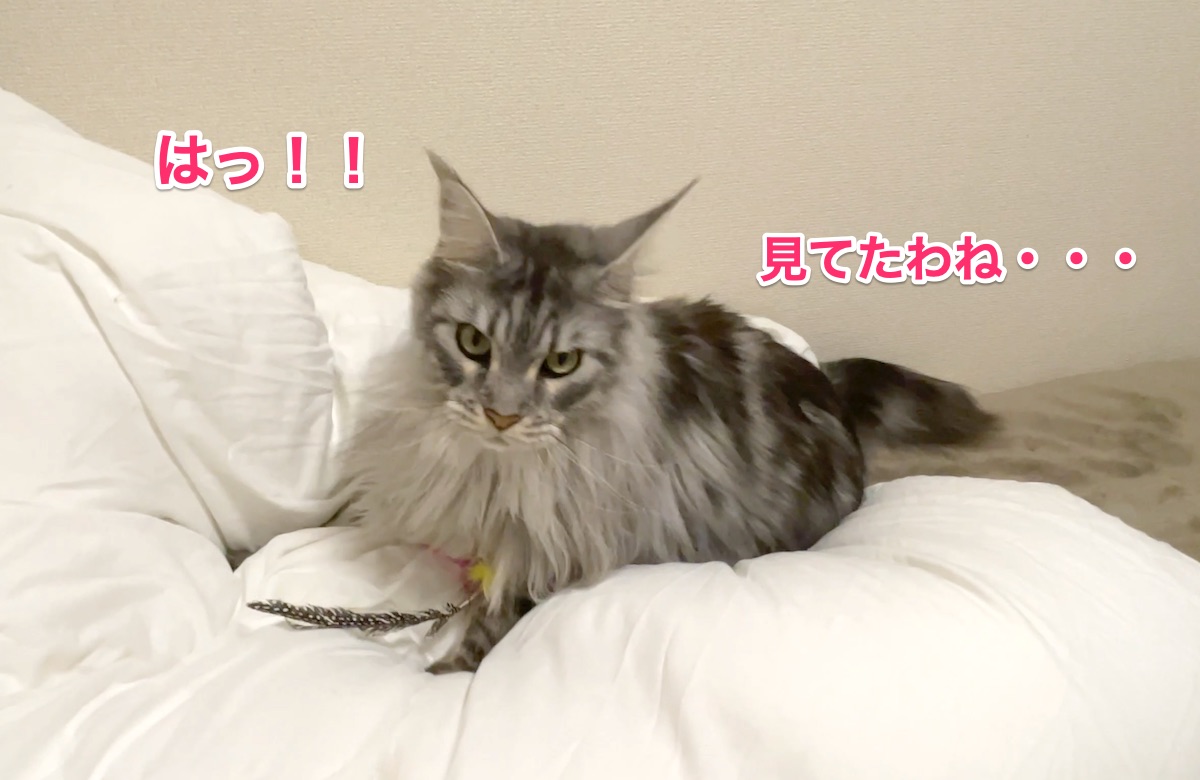 f:id:chikojirou:20201130212300j:plain