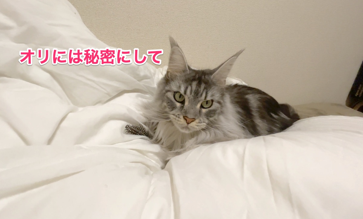 f:id:chikojirou:20201130212303j:plain