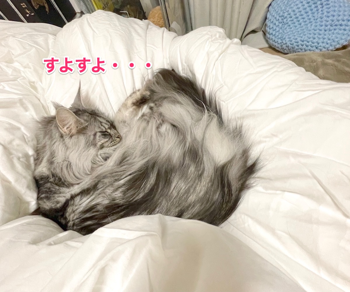 f:id:chikojirou:20201130212306j:plain