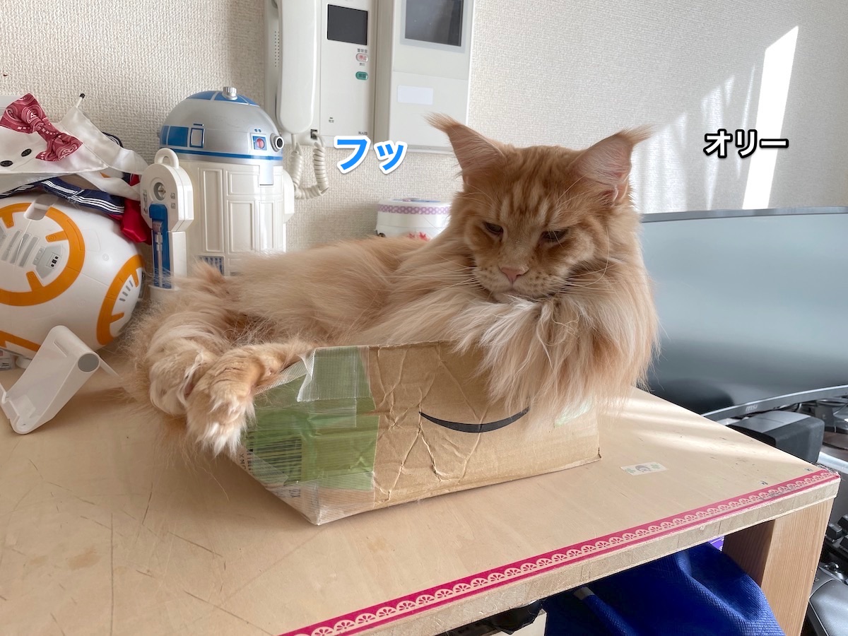 f:id:chikojirou:20201201213544j:plain