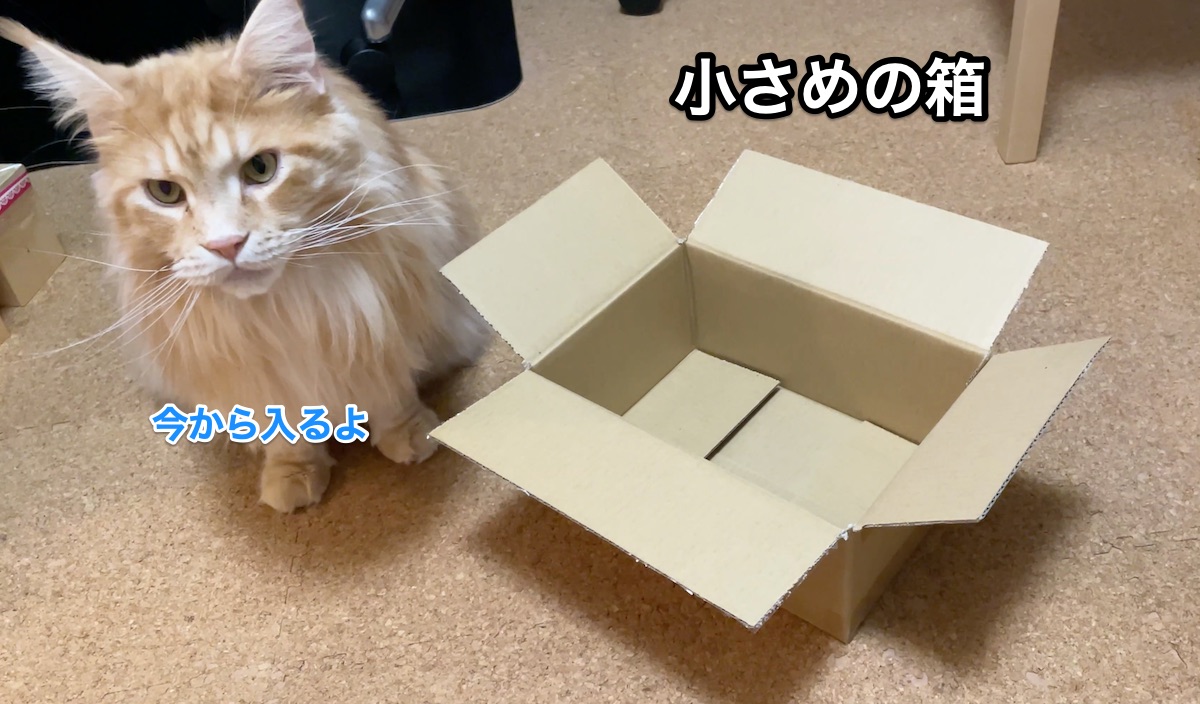 f:id:chikojirou:20201201213556j:plain
