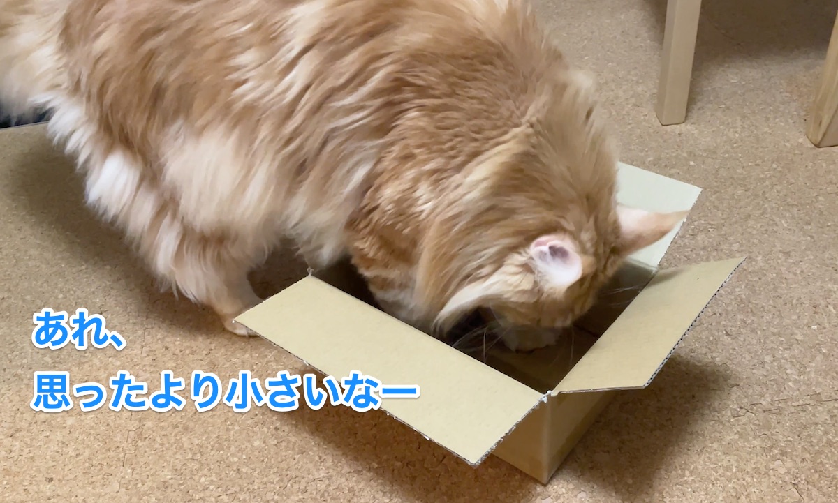 f:id:chikojirou:20201201213559j:plain