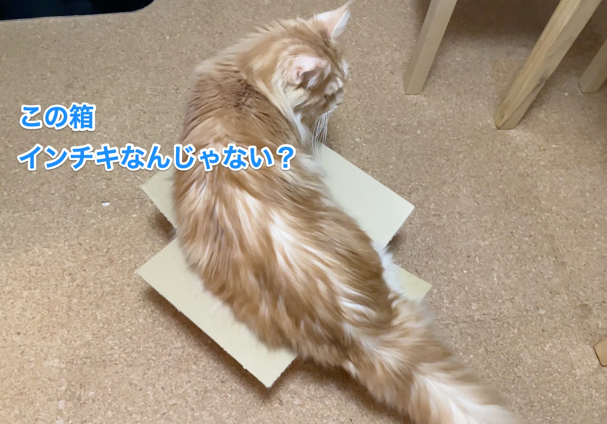 f:id:chikojirou:20201201213607j:plain