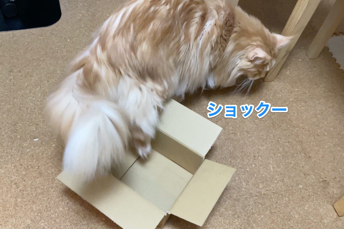 f:id:chikojirou:20201201213611j:plain