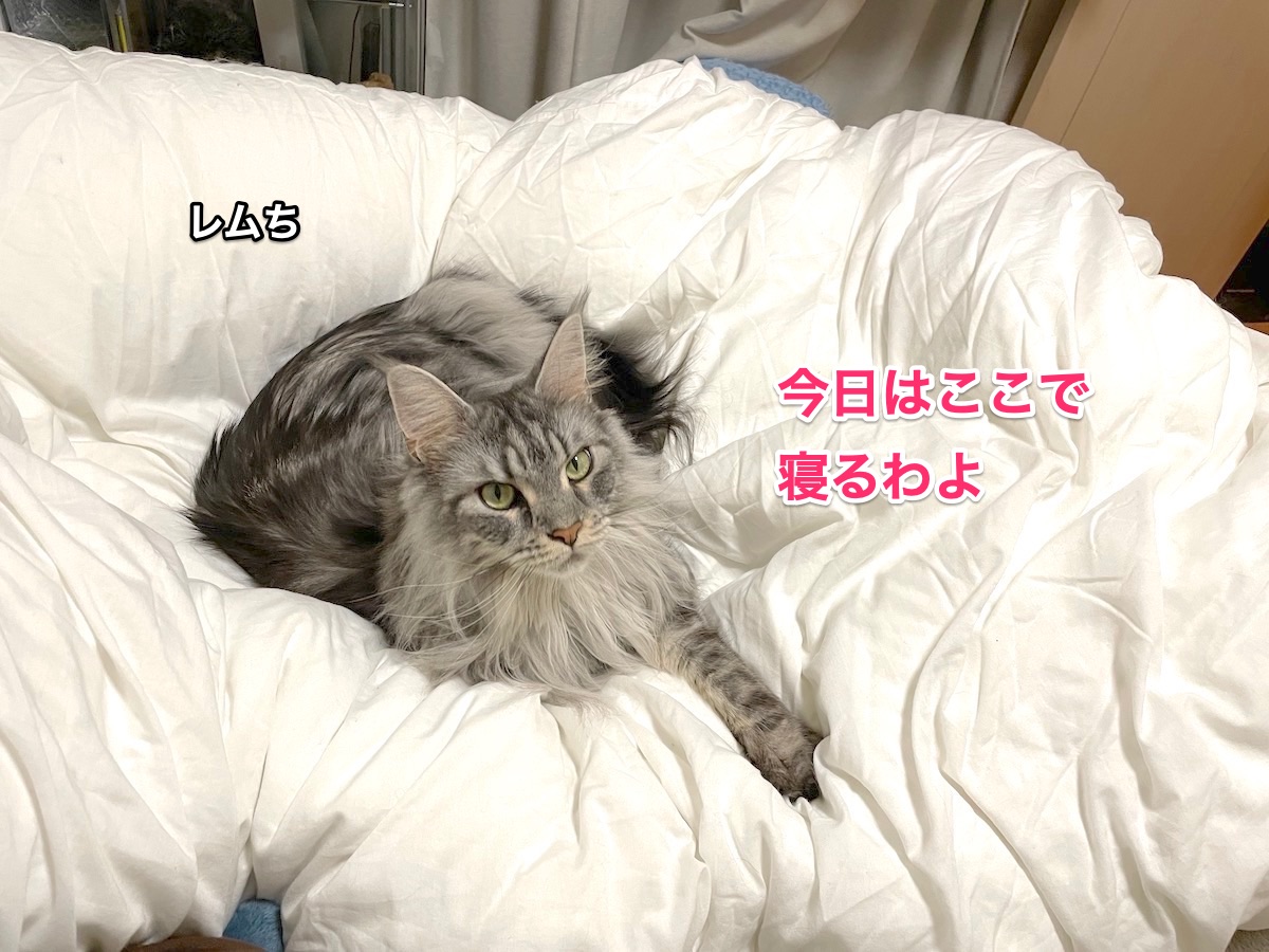 f:id:chikojirou:20201202211520j:plain