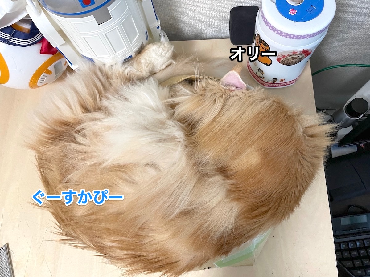f:id:chikojirou:20201202211523j:plain