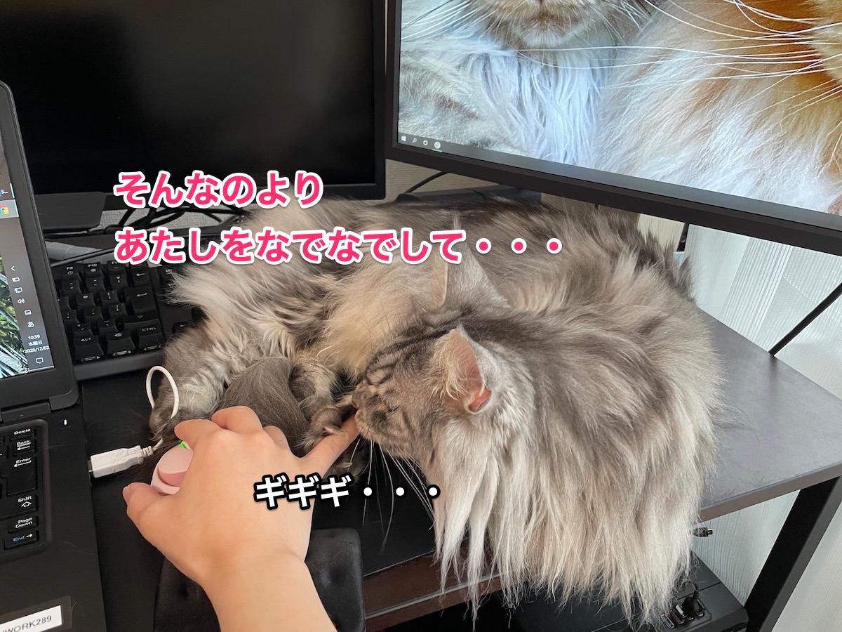 f:id:chikojirou:20201202211543j:plain