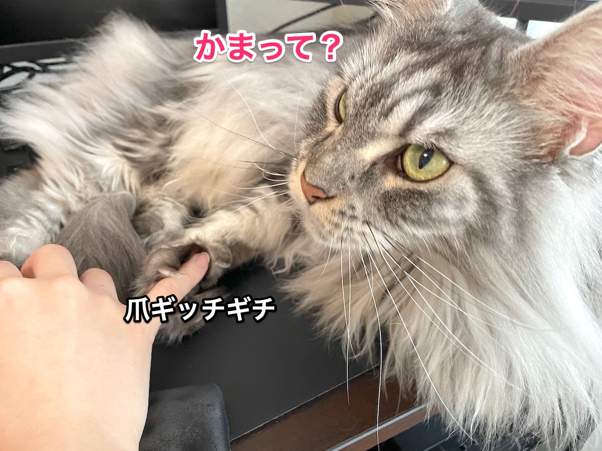 f:id:chikojirou:20201202211546j:plain