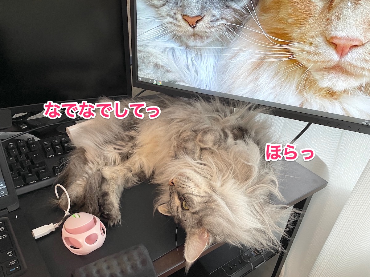 f:id:chikojirou:20201202211551j:plain