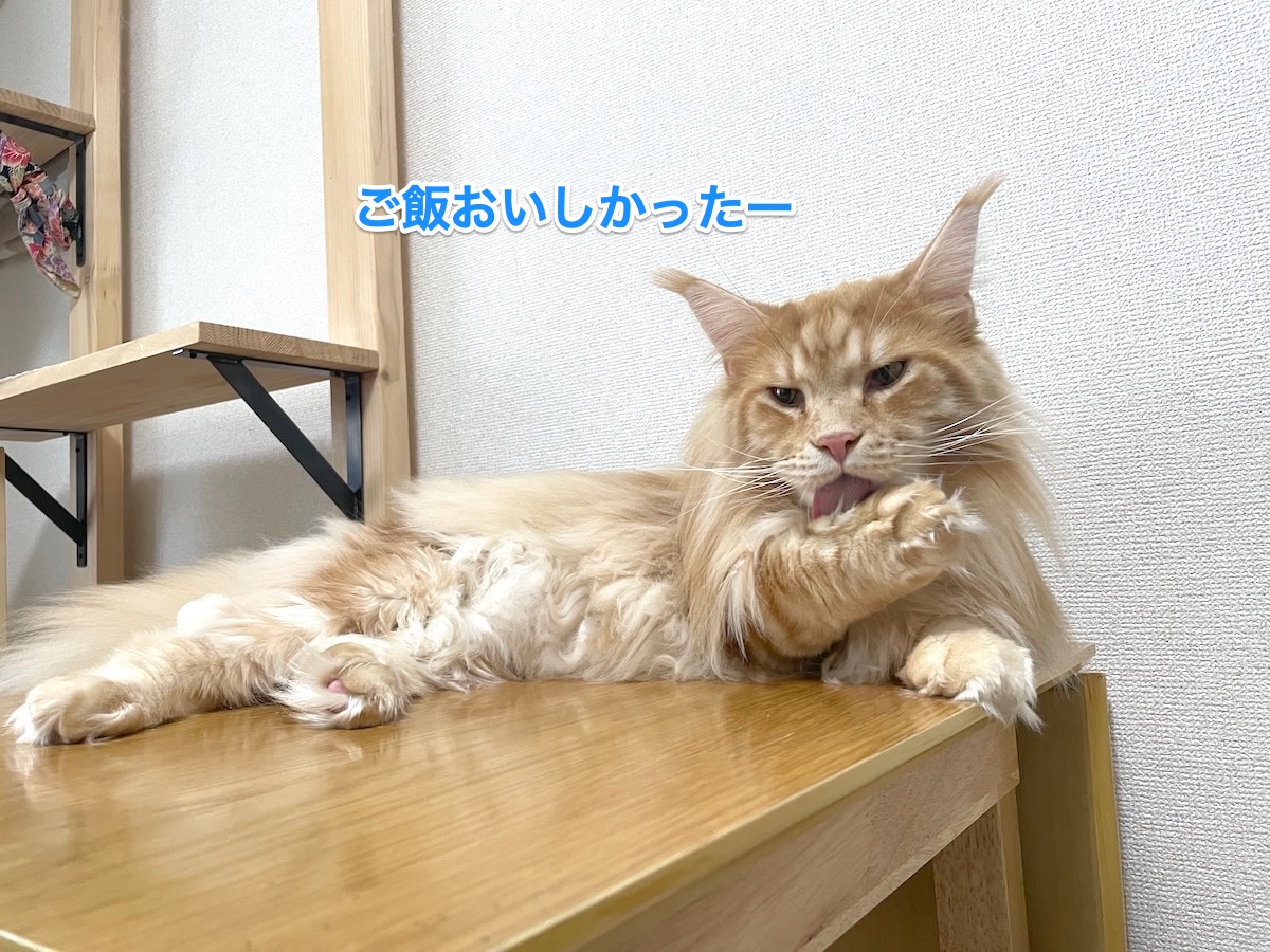 f:id:chikojirou:20201204205142j:plain