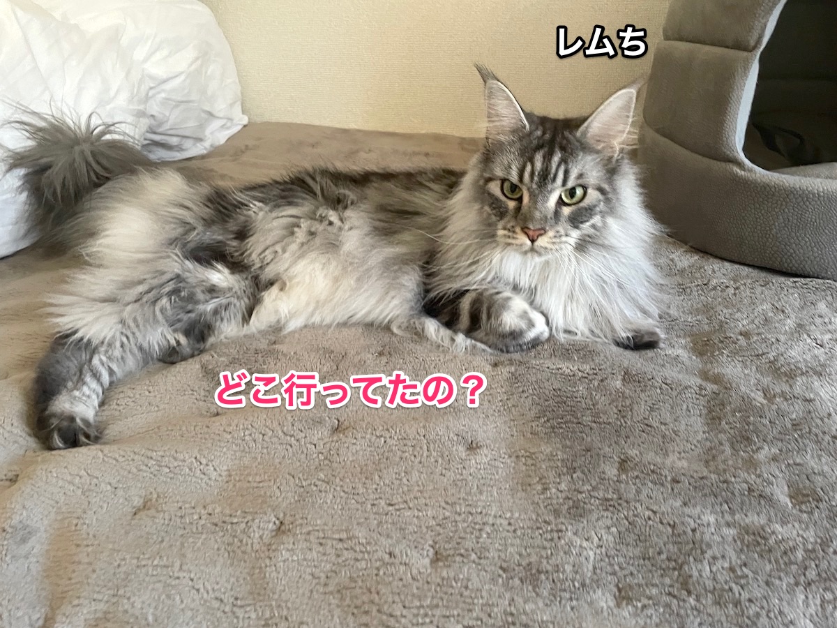 f:id:chikojirou:20201204205146j:plain